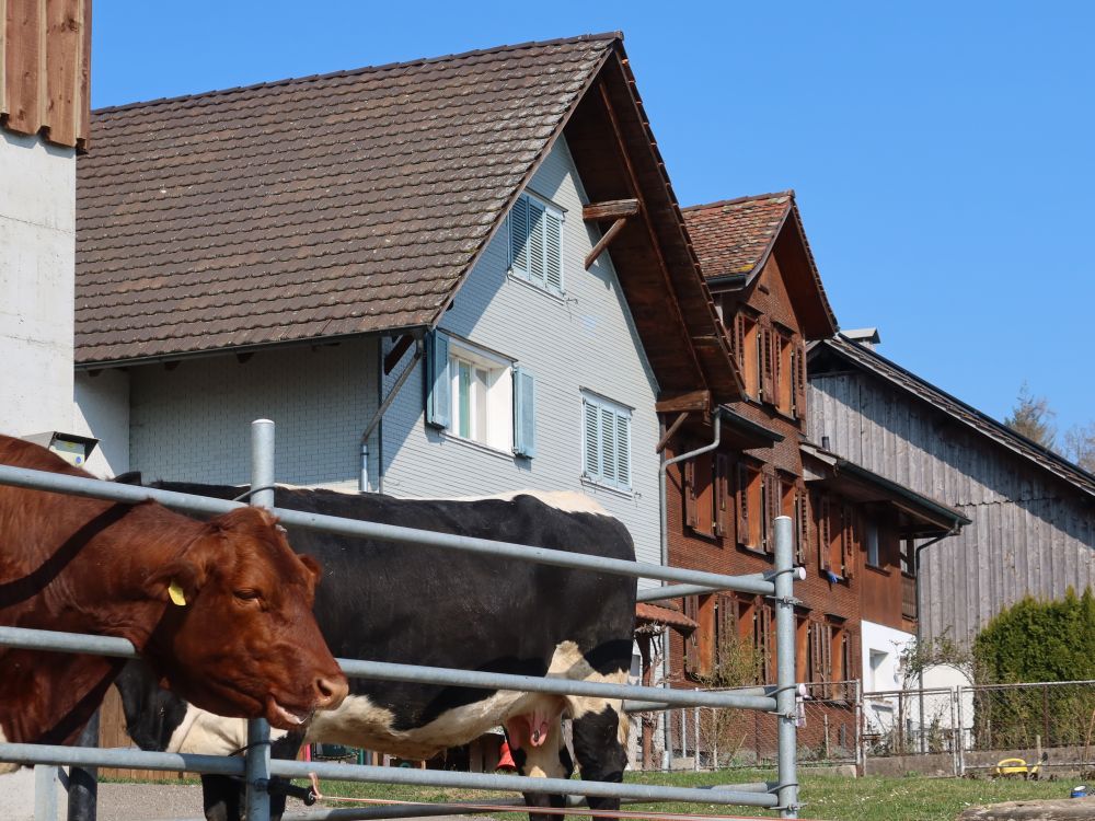 Kuh bei Ebersol