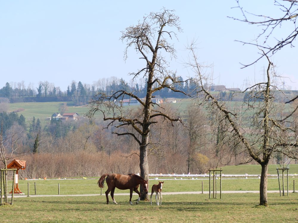 Pferd mit Fohlen