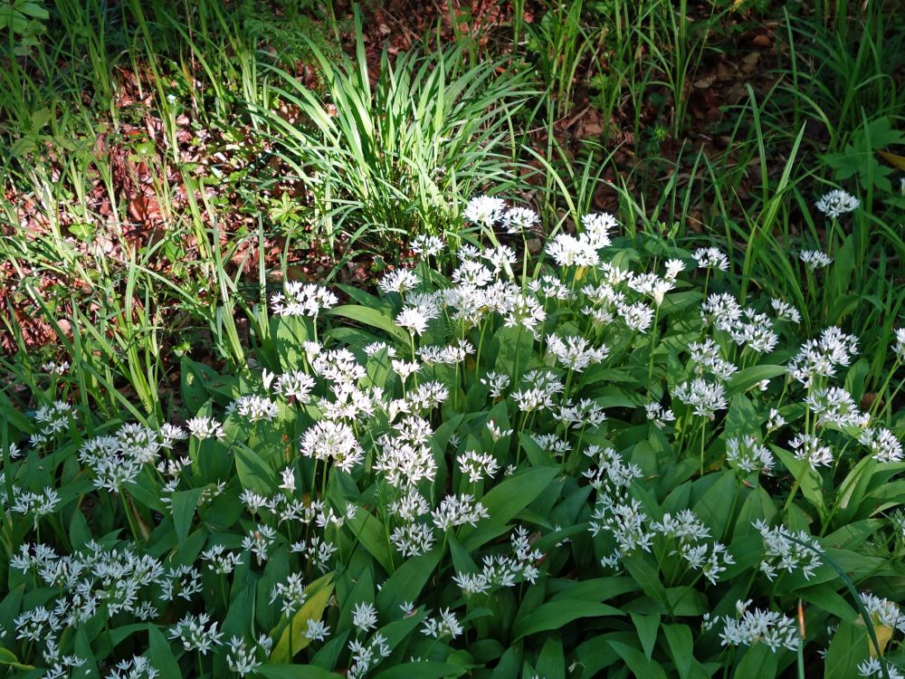Bärlauchblüten