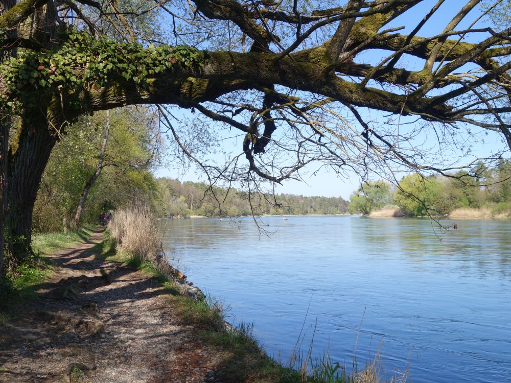 Wanderweg am Rhein