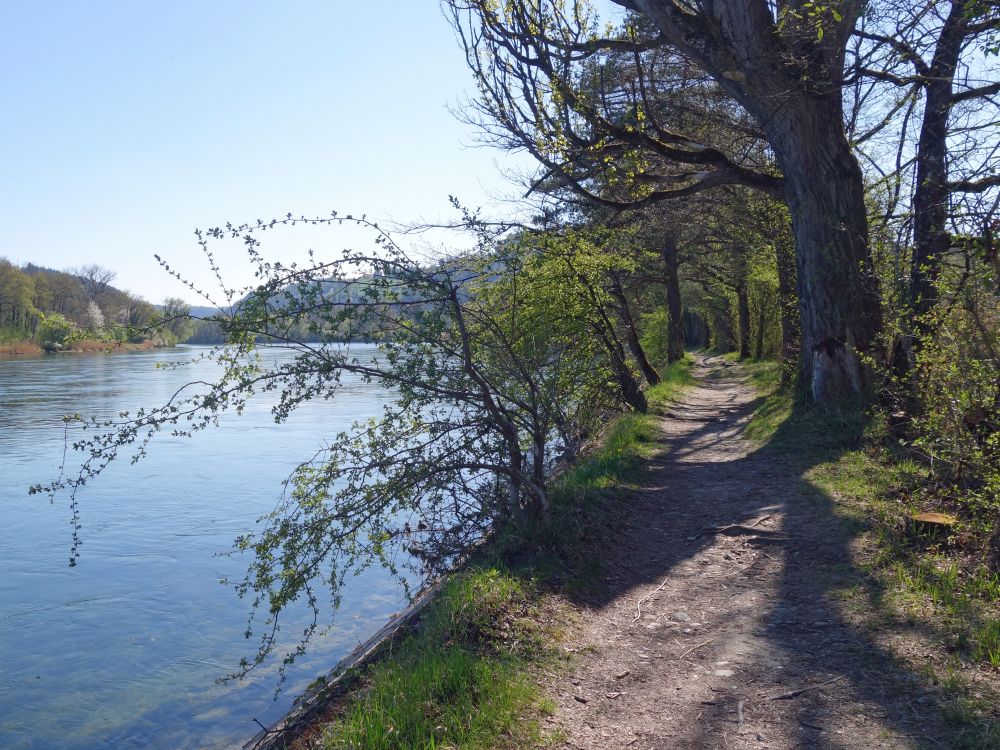 Wanderweg am Rhein