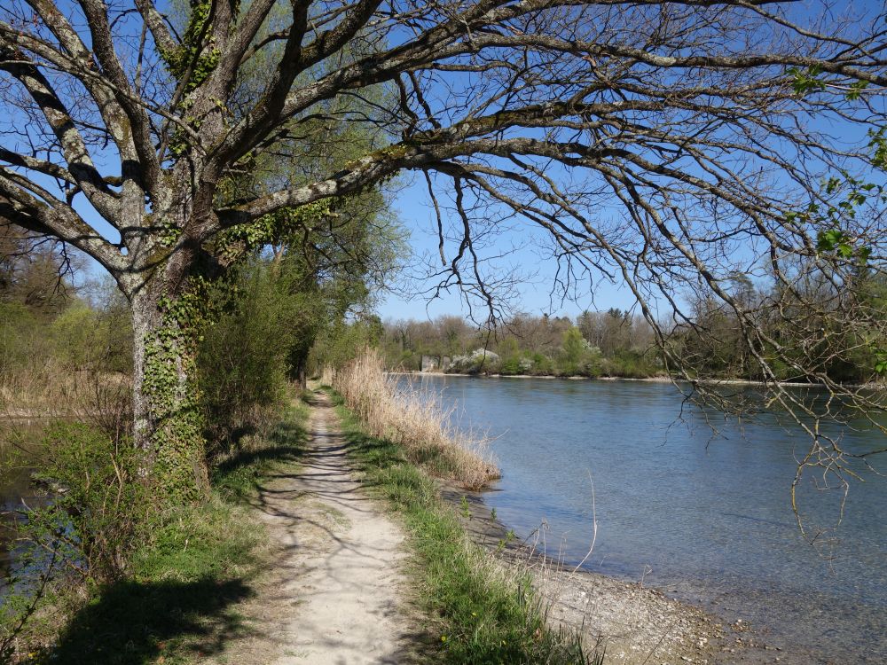 Wanderweg am Rhein