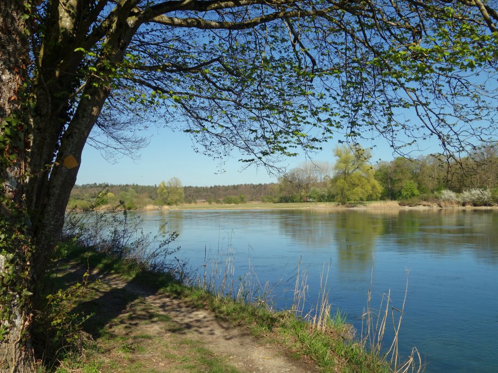 Wanderweg am Rhein