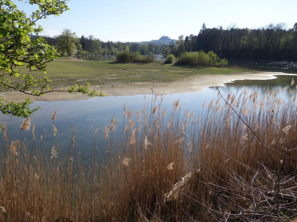 Teich bei Ellikon