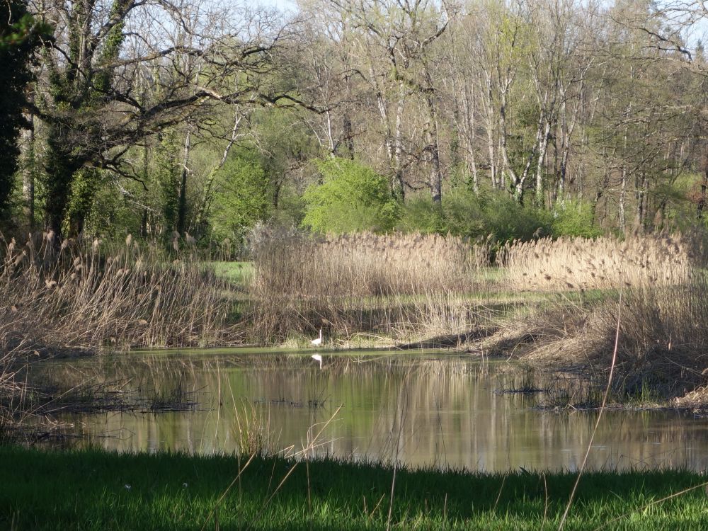 Teich mit Vogel