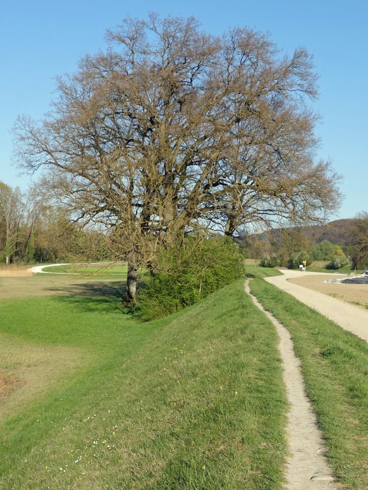 Dammweg beim Thurhof