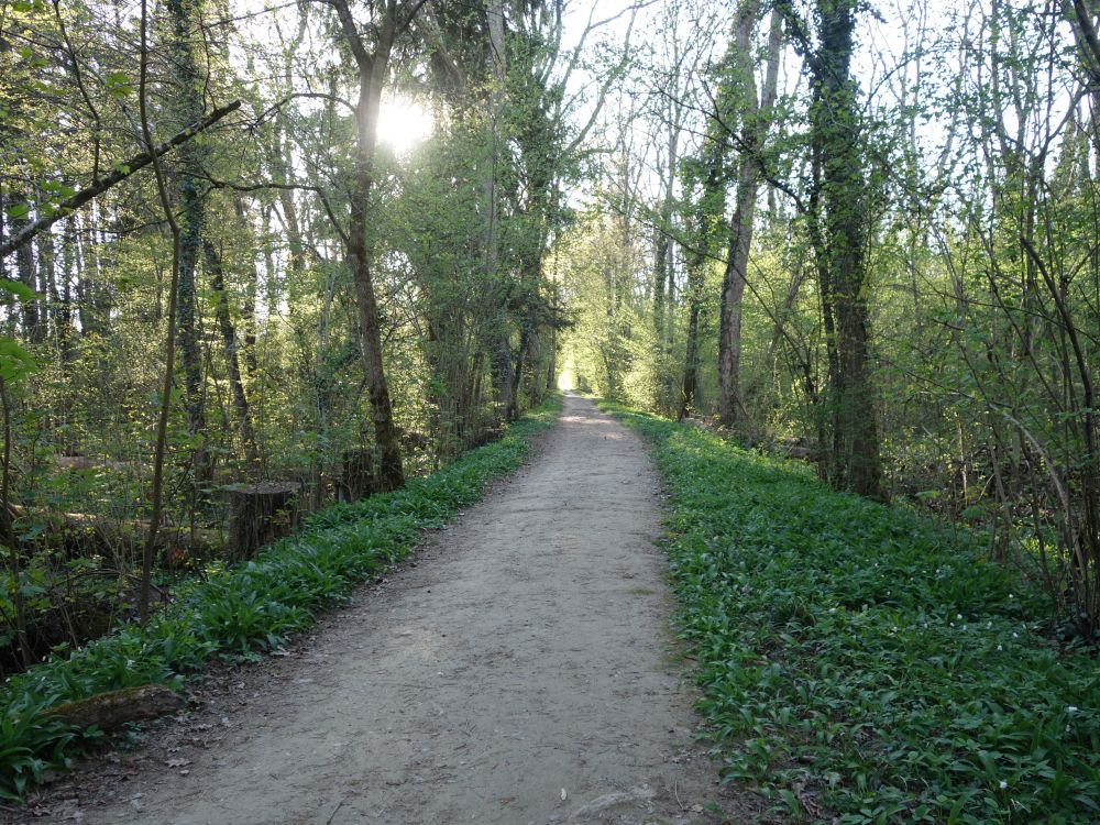 Waldweg