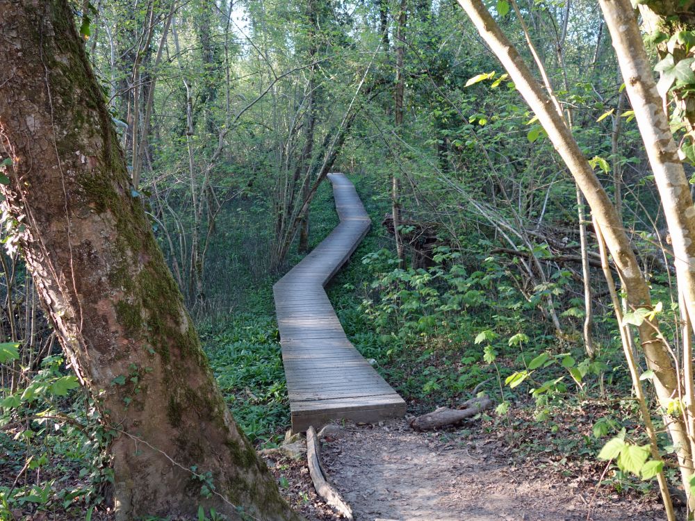 Holzsteg am Thurspitz