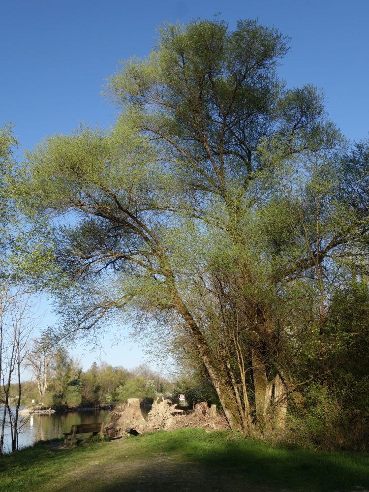 Baum an der Thurmndung