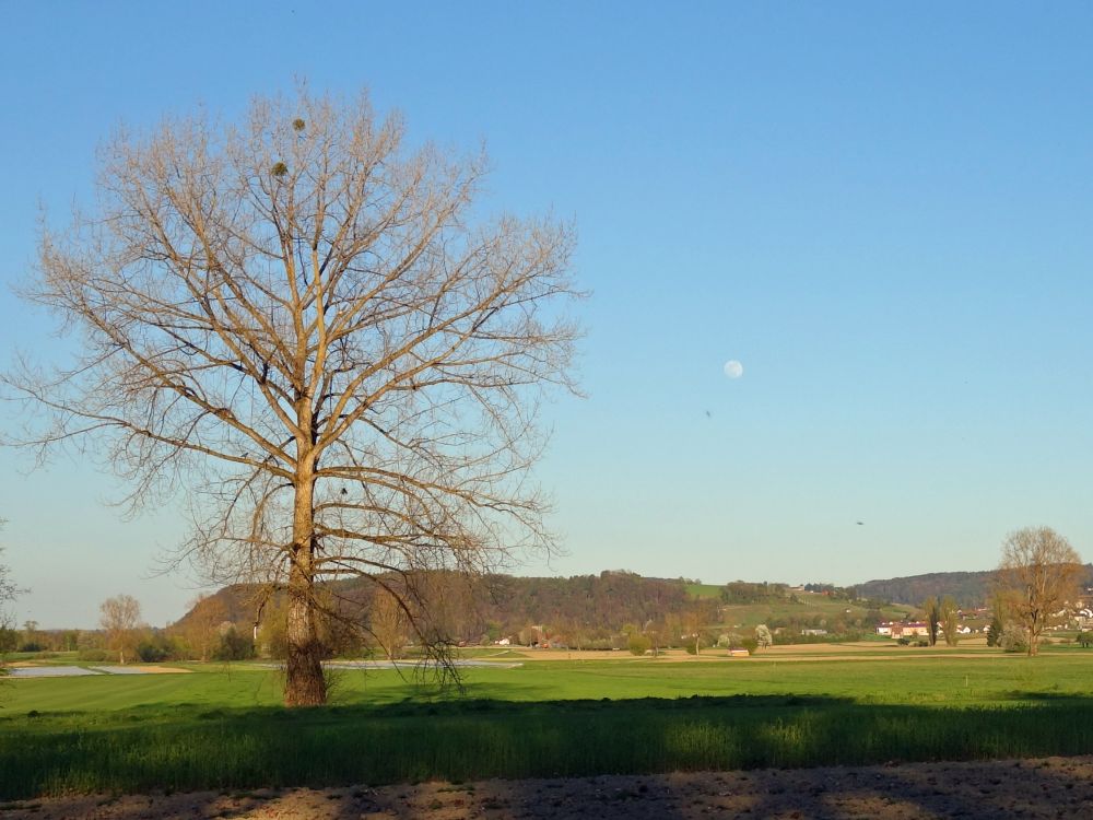 Baum und Mond