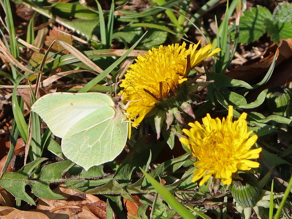 Zitronenfalter auf Löwenzahnblüte