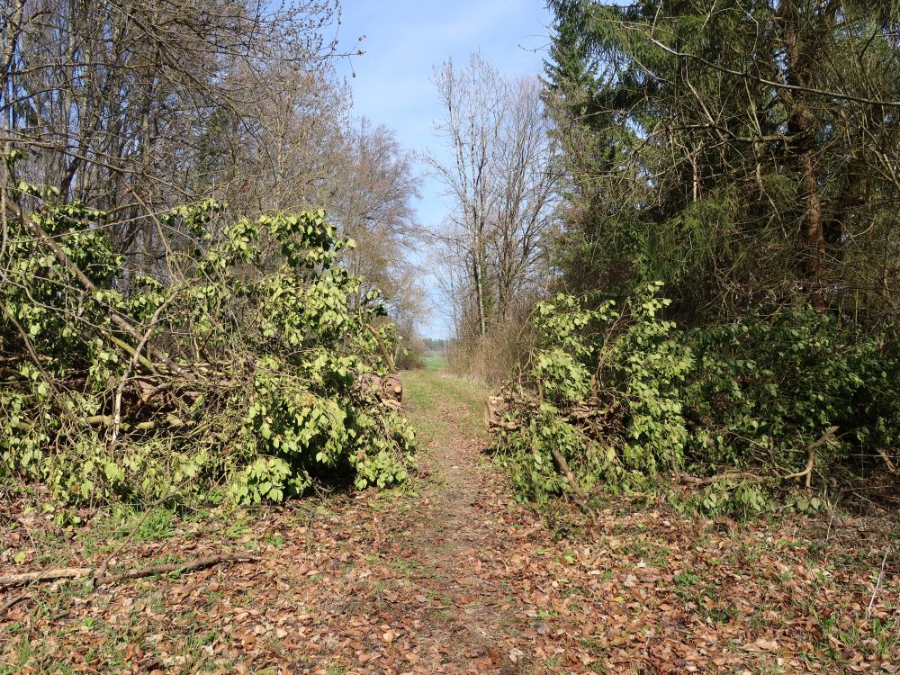 querliegender Baum