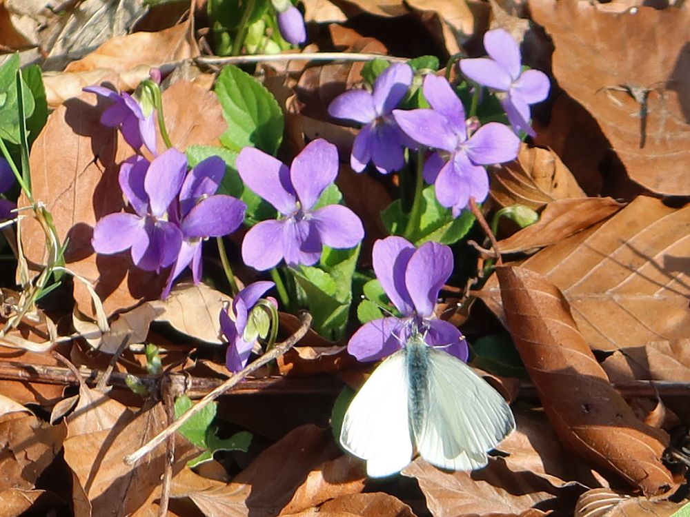 Kohlweissling auf Veilchenblüte