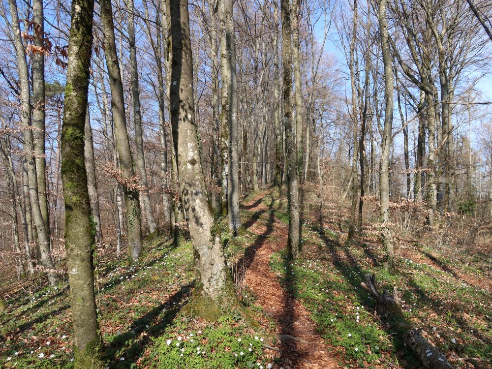 Waldpfad