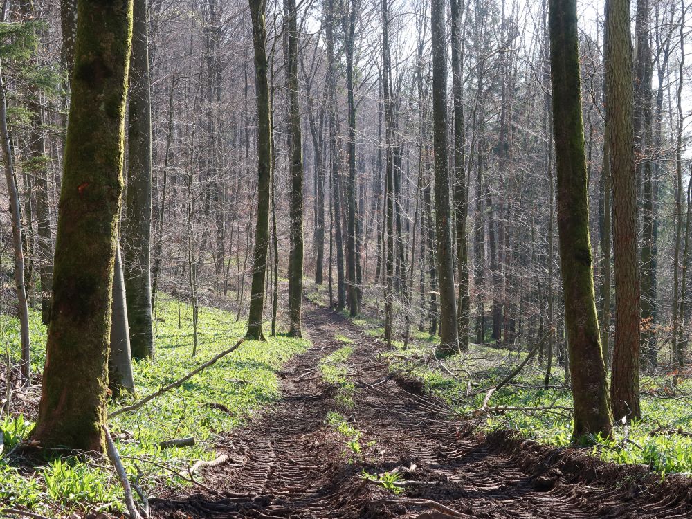 Bärlauch am Waldweg