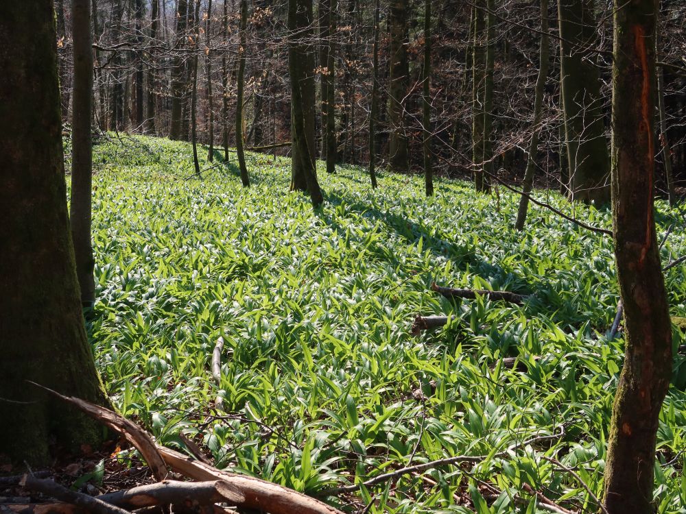 Bärlauchteppich