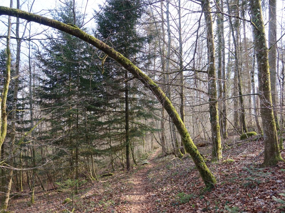 Faudiwegle