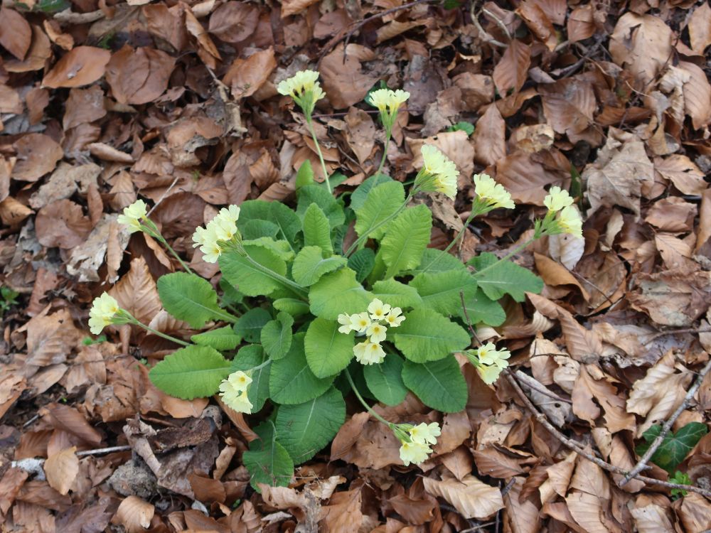Schlüsselblumen