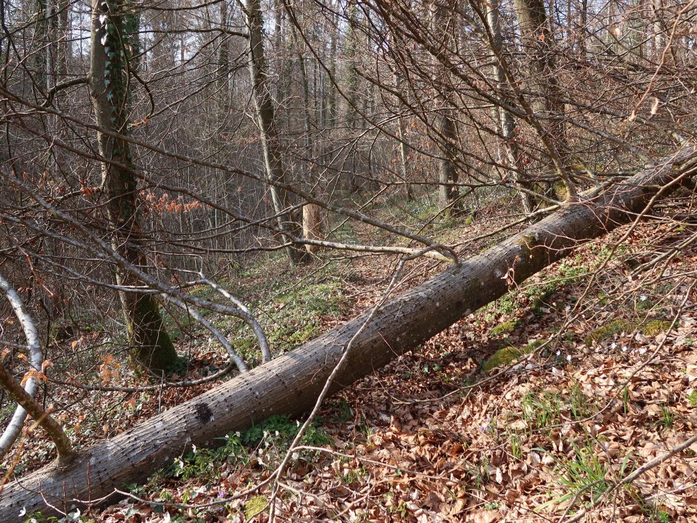 querliegender Baum