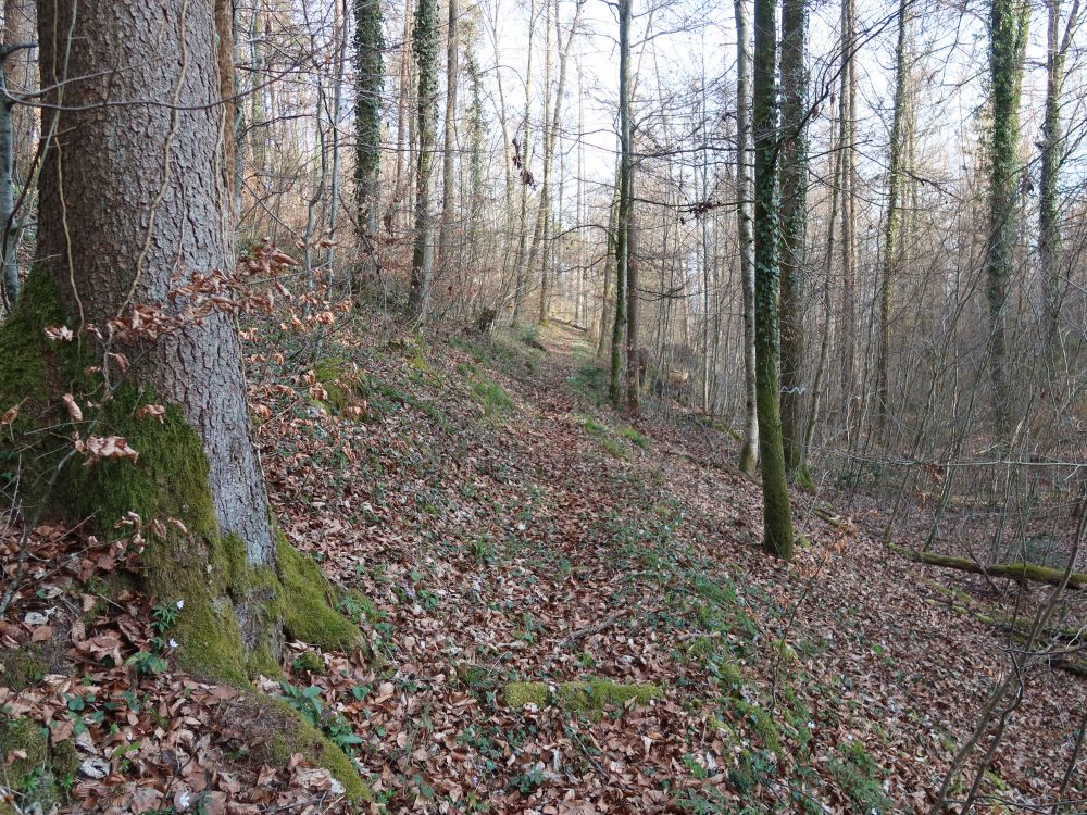 Waldpfad