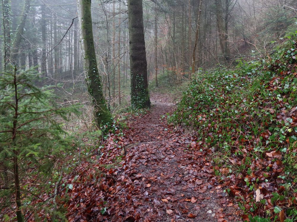 Waldweg im Tobelhang