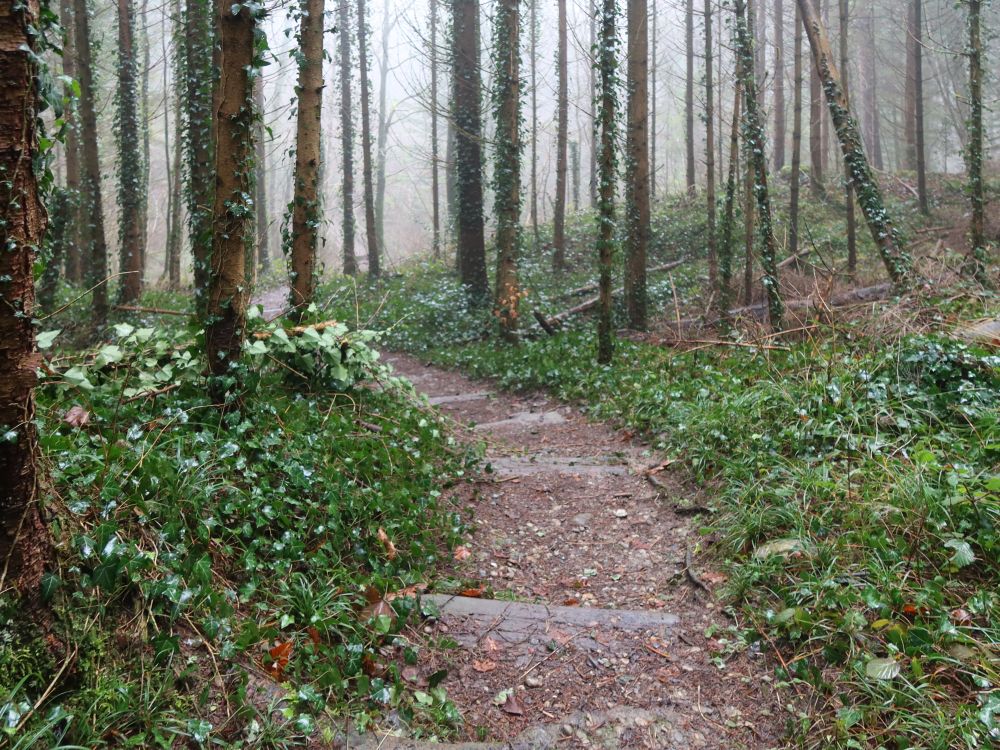 Waldweg im Tobelhang