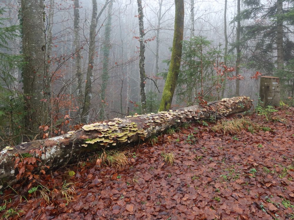 Pilze auf Totholz