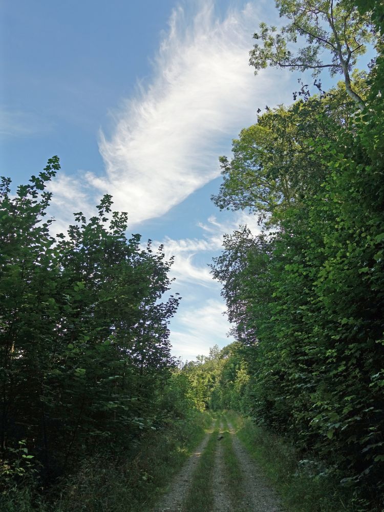 Wolke überm Waldweg