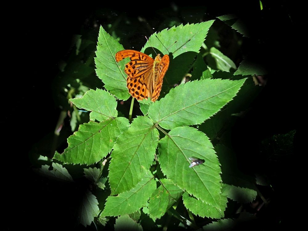 Schmetterling