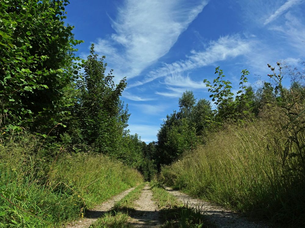 Waldweg