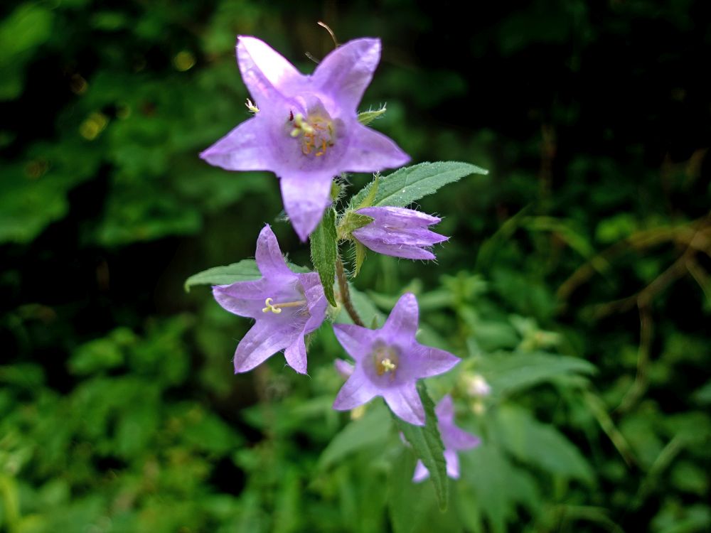 Glockenblume