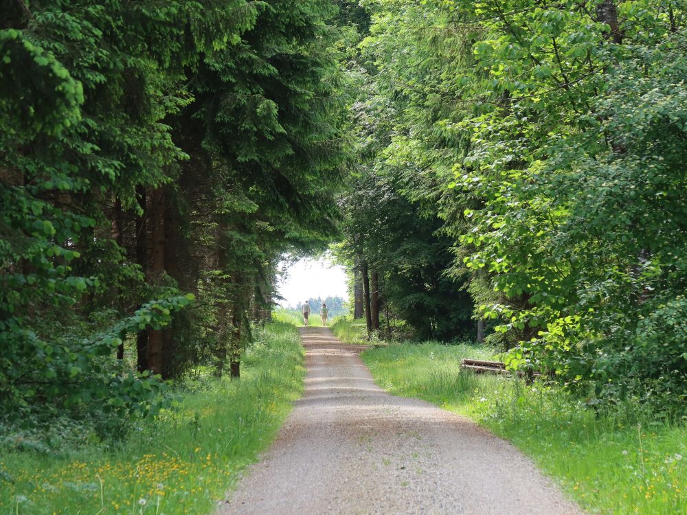 Waldweg mit Wanderern