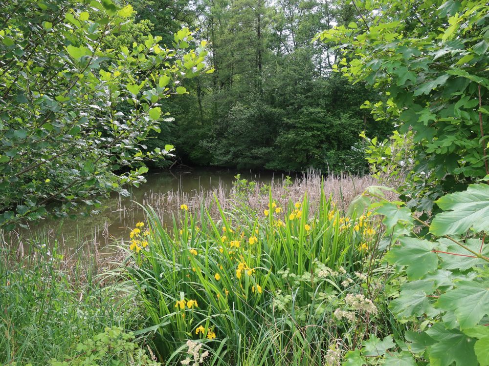 Lilien am Tobelweiher