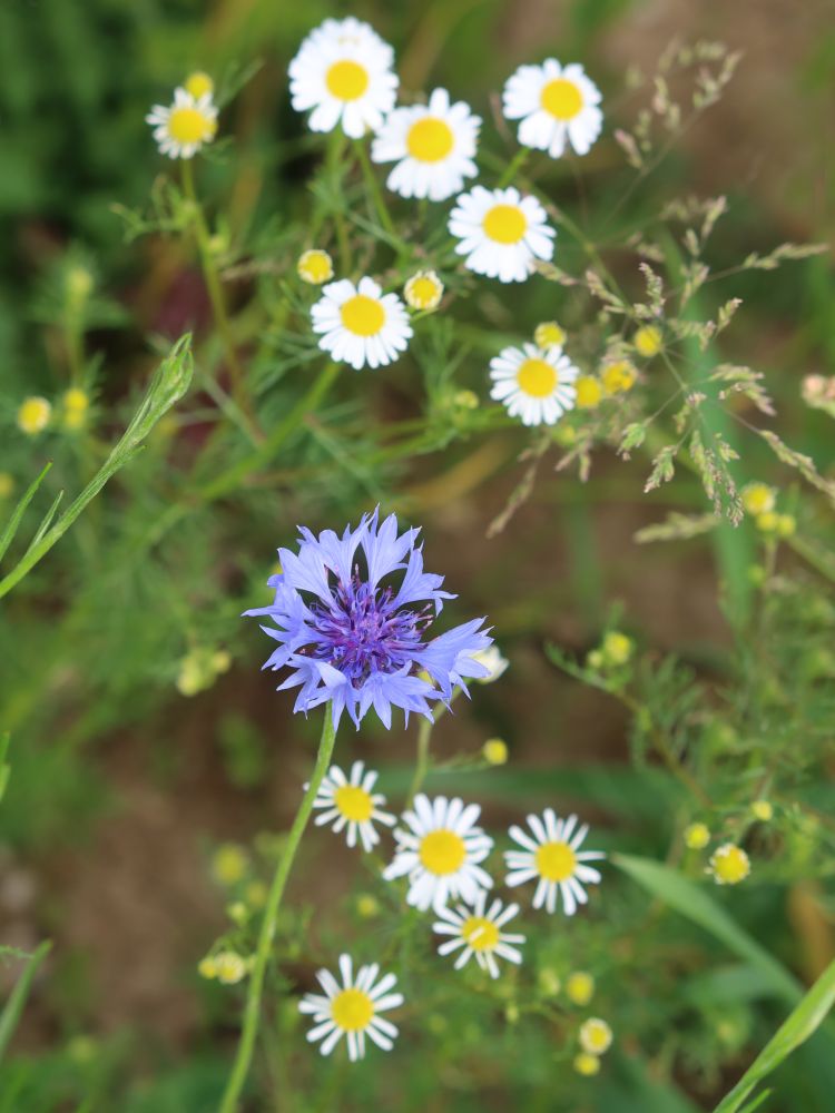 Kornblume mit Kamille