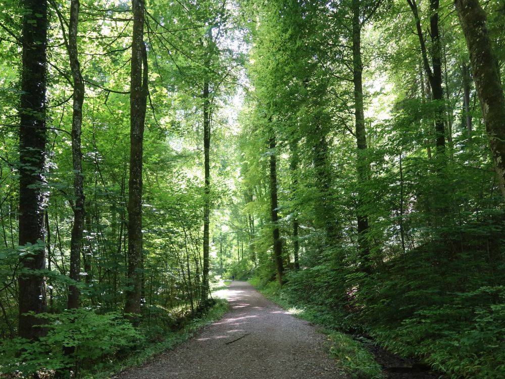 Waldweg