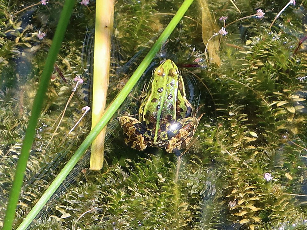 Frosch