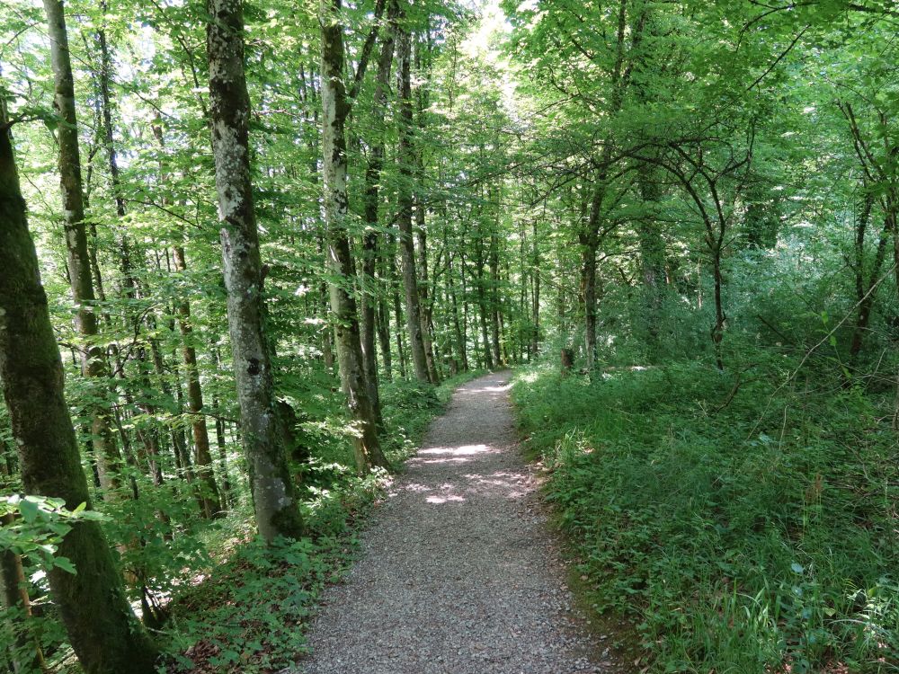 Waldpfad