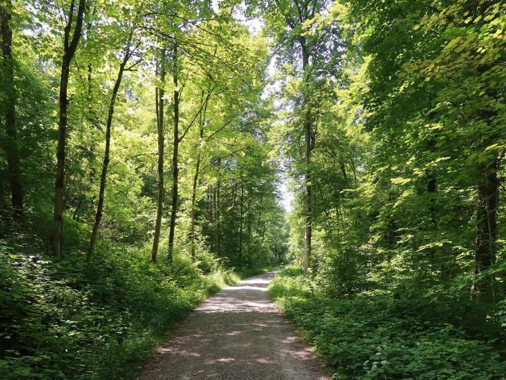 Waldweg