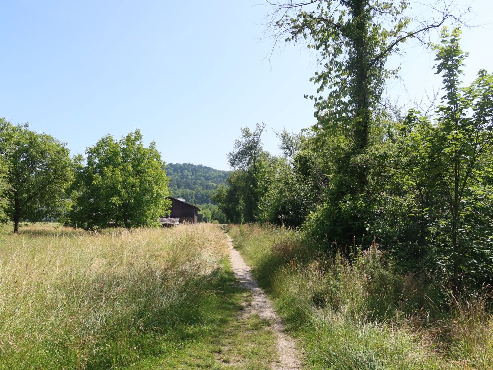 Wiesenpfad