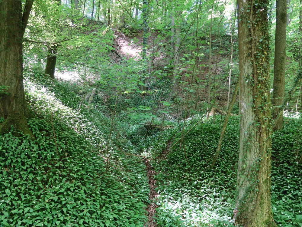 Bärlauchteppich
