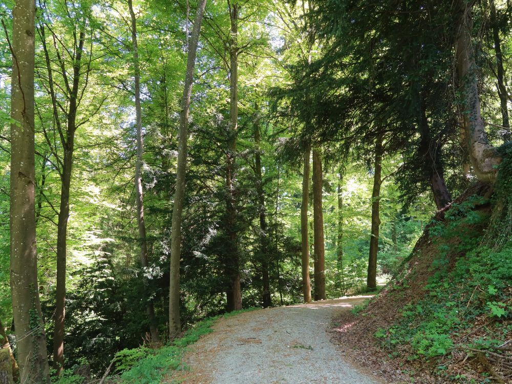 Büchlirainstrasse