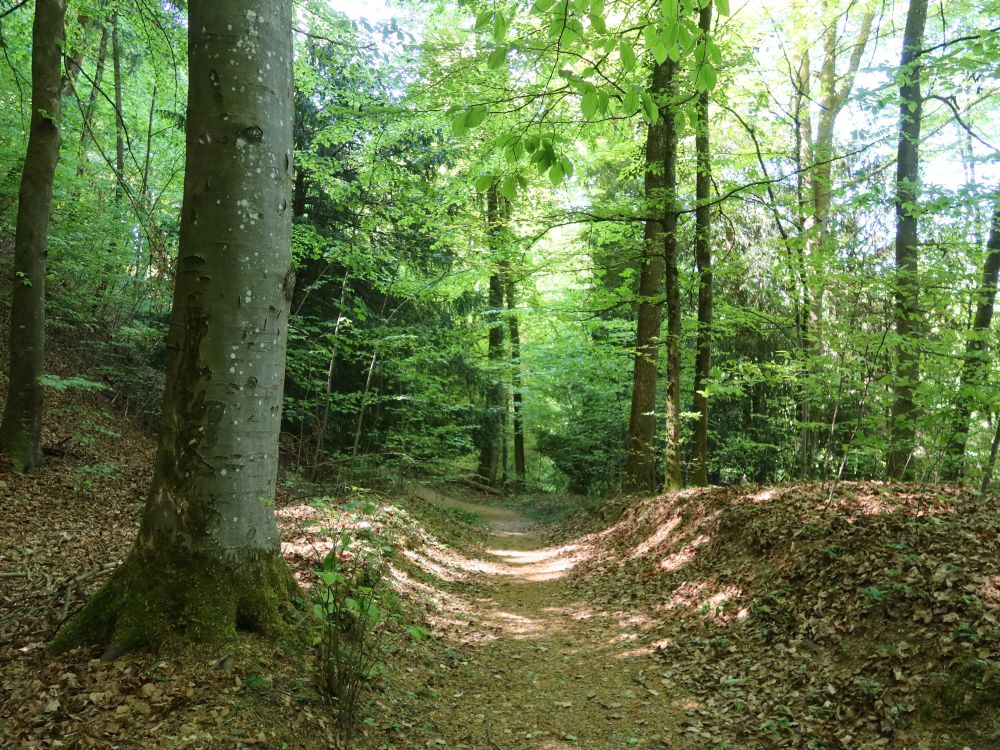 Alpenklubweg