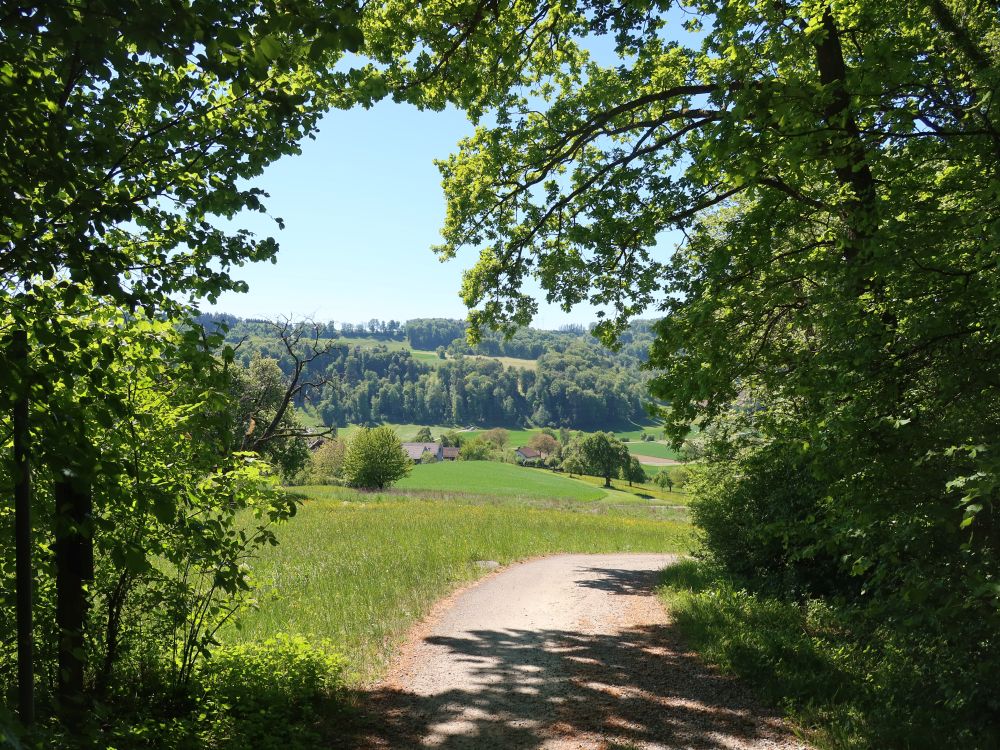Gratweg am Waldrand