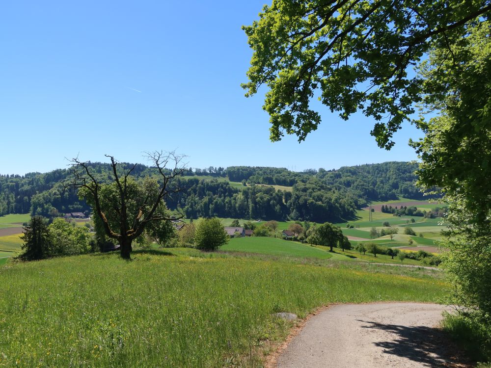 Gratweg am Waldrand