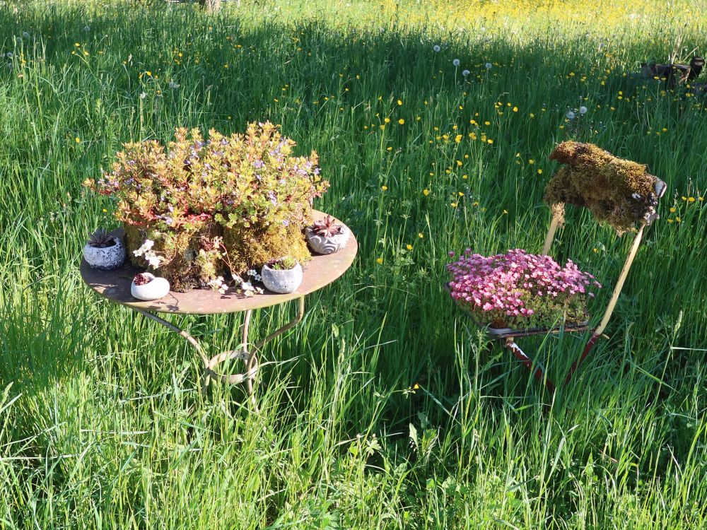 Pflanzenarrangements im Garten