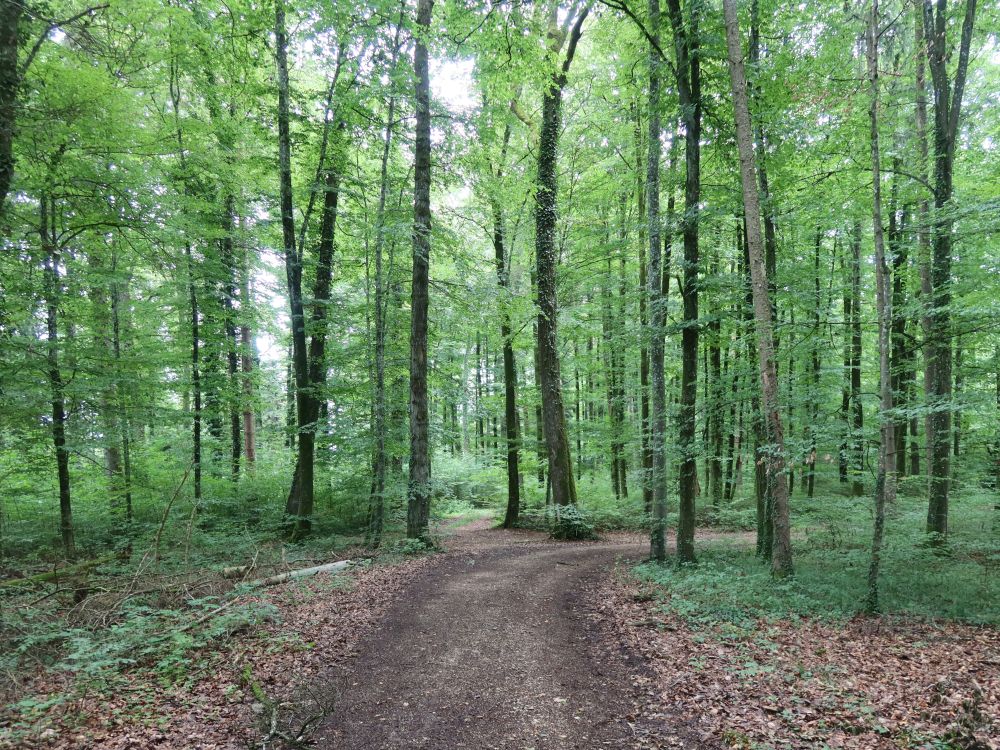 Waldweg