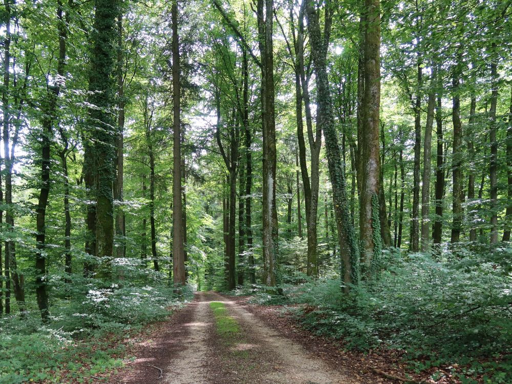 Waldweg