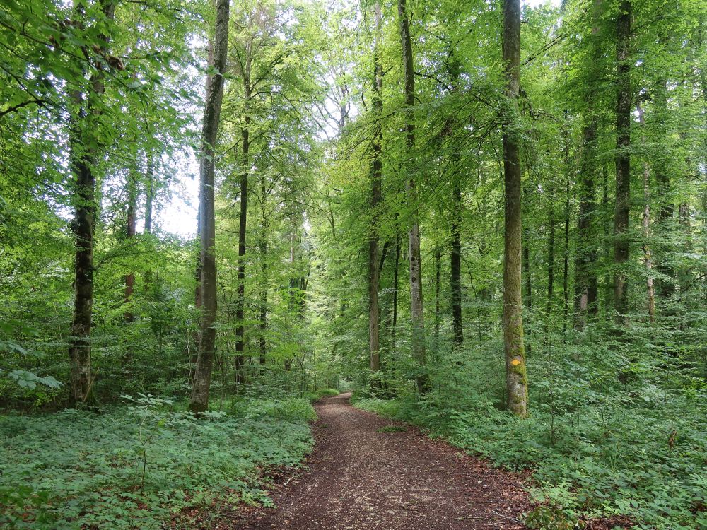 Waldweg