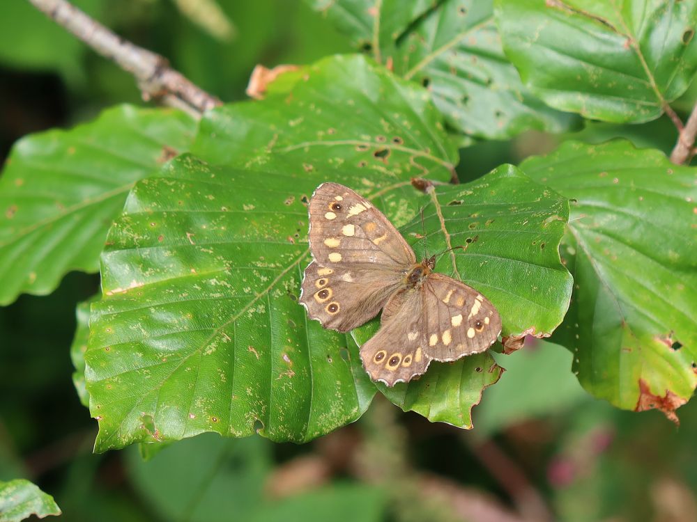 Schmetterling Waldbrettspiel