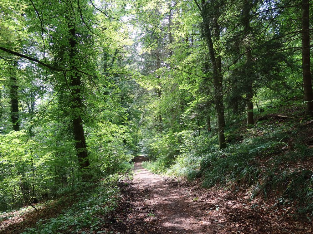 Waldweg